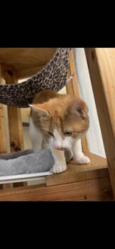 Rescue Domestic Medium Hair Cats for Adoption in Harrisonville, Missouri - Pickles | PetCurious
