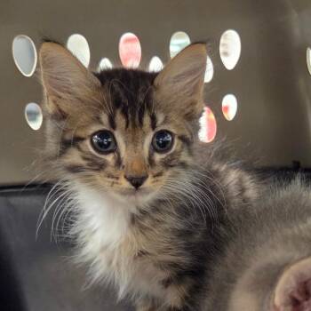 Miguel -  Domestic Short Hair Cat for Adoption in Chattanooga, Tennessee - Miguel | PetCurious