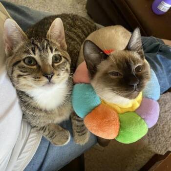 Domestic Short Hair Cats Available for Adoption in Eagle Mountain, Utah - Motorboat Knieriem | PetCurious