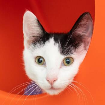 Humidity -  Domestic Short Hair Cat for Adoption in Middletown, Rhode Island - Humidity | PetCurious