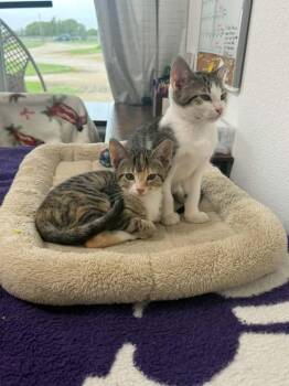 Itty Bit -  Domestic Short Hair Cat for Adoption in Manhattan, Kansas - Itty Bit | PetCurious