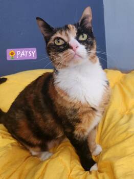 Patsy -  Domestic Short Hair and Calico Cat for Adoption in Yorba Linda, California - Patsy | PetCurious