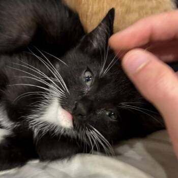 Zubi -  Domestic Short Hair Cat for Adoption in Tustin, California - Zubi | PetCurious