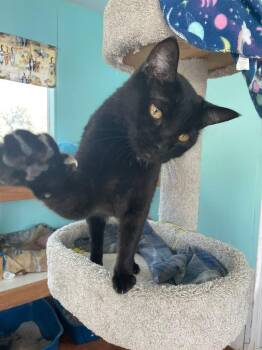 Joleen -  Domestic Short Hair Cat for Adoption in Ogden, Utah - Joleen | PetCurious
