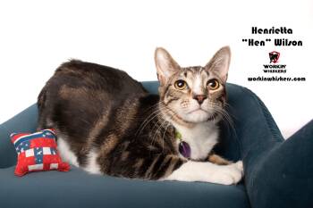 Rescue Tabby and Domestic Short Hair Cats for Adoption in Hemet, California - HENRIETTA "HEN" WILSON | PetCurious