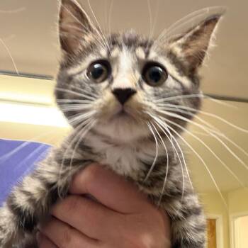 Juice -  Domestic Short Hair Cat for Adoption in Middlebury, Vermont - Juice | PetCurious