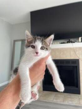 American Shorthair Cats Available for Adoption in Beaverton, Oregon - Spark | PetCurious