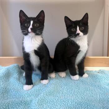 Domestic Short Hair Cats Available for Adoption - Nori & Nim (bonded Pair) | PetCurious