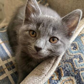 Sylvia in Sales -  Domestic Short Hair Cat for Adoption in Muncie, Indiana - Sylvia In Sales | PetCurious