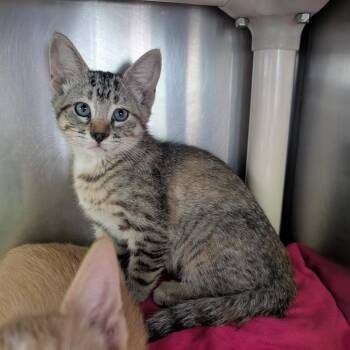 Domestic Short Hair Cats Available for Adoption in Emporia, Kansas - Winnie | PetCurious