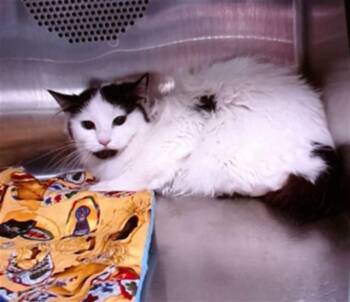 Domestic Short Hair Cats Available for Adoption in Albuquerque, New Mexico - SALLY | PetCurious