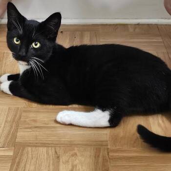 Bubby -  Domestic Short Hair Cat for Adoption in Las Vegas, Nevada - Bubby | PetCurious