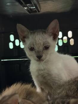 TOGAME -  Domestic Short Hair Cat for Adoption in Fort Walton Beach, Florida - TOGAME | PetCurious