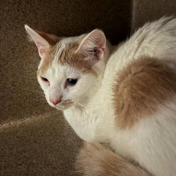 Maru Jr. -  Domestic Short Hair Cat for Adoption in Chicago, Illinois - Maru Jr. | PetCurious