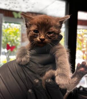 Lady Bug -  Domestic Short Hair Cat for Adoption in Nashville, Tennessee - Lady Bug | PetCurious