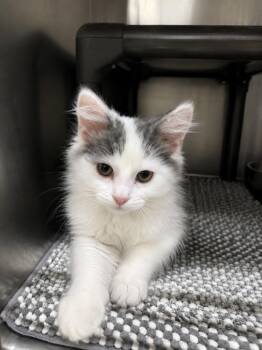 Gobstopper -  Domestic Medium Hair Cat for Adoption in Fort Lupton, Colorado - Gobstopper | PetCurious