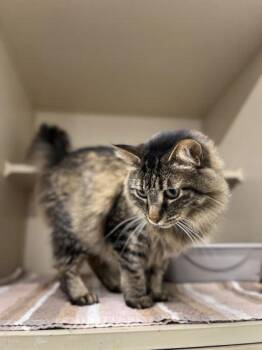 Phoenix -  Domestic Medium Hair and Domestic Short Hair Cat for Adoption in Humboldt, Iowa - Phoenix | PetCurious