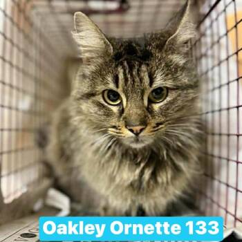 Domestic Medium Hair Cats Available for Adoption in Philadelphia, Pennsylvania - Oakley Ornette | PetCurious