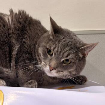 Duke ( Drake ) -  Domestic Short Hair Cat for Adoption in Tampa, Florida - Duke ( Drake ) | PetCurious