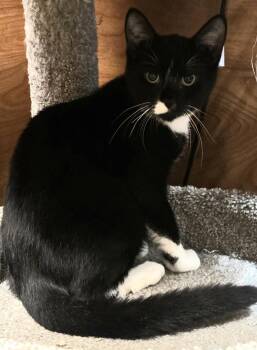 Peanut Butter Spot (and Jelly Mustache) -  Domestic Short Hair Cat for Adoption in Trenton, New Jersey - Peanut Butter Spot (and Jelly Mustache) | PetCurious
