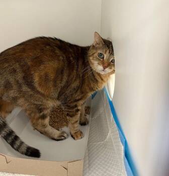 American Shorthair Cats Available for Adoption in Greenfield, Indiana - Tia | PetCurious