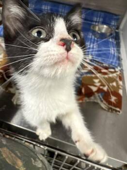 Pip -  Domestic Short Hair Cat for Adoption in Hilton Head Island, South Carolina - Pip | PetCurious