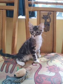 Troyer -  Tabby and Domestic Short Hair Cat for Adoption in Crescent City, Florida - Troyer | PetCurious