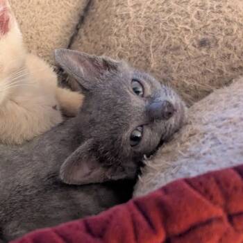 Rescue Domestic Short Hair Cats for Adoption in Chattanooga, Tennessee - Prince Pounce | PetCurious