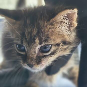 Trixie - Blue collar -  Domestic Short Hair Cat for Adoption in Moses Lake, Washington - Trixie - Blue Collar | PetCurious