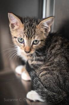 Gambit -  Domestic Short Hair Cat Available for Adoption in Elmwood, Louisiana - Gambit | PetCurious
