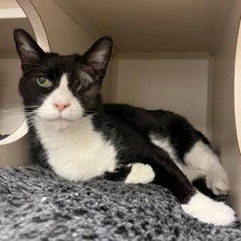 Domestic Short Hair Cats Available for Adoption in Quakertown, Pennsylvania - Eleven | PetCurious