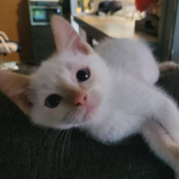 Shrek -  Domestic Short Hair Cat for Adoption in Belfair, Washington - Shrek | PetCurious