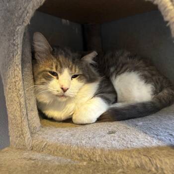 Garry -  Domestic Medium Hair Cat for Adoption in Midland, Texas - Garry | PetCurious