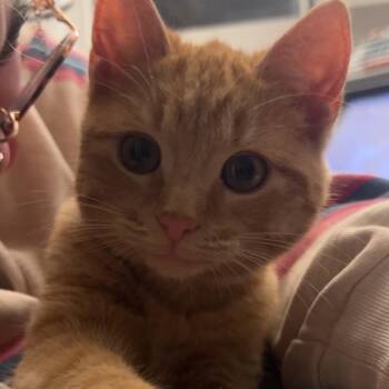 Domestic Short Hair Cats Available for Adoption in Olmos Park, Texas - CHEEZ IT | PetCurious