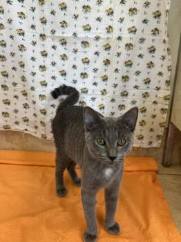 Odin -  Domestic Short Hair Cat for Adoption in Upper Sandusky, Ohio - Odin | PetCurious