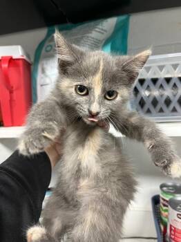 Cookie dough -  Domestic Short Hair Cat for Adoption in Troy, Ohio - Cookie Dough | PetCurious