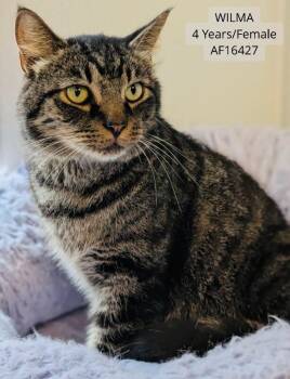 Wilma -  Domestic Medium Hair Cat for Adoption - Wilma | PetCurious