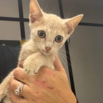 Tuesday -  Domestic Short Hair Cat for Adoption in Lake Jackson, Texas - Tuesday | PetCurious