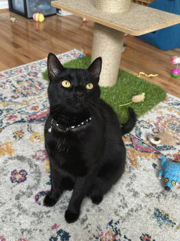 Rescue Domestic Short Hair Cats for Adoption in Rockville, Maryland - Benito (Benny) | PetCurious