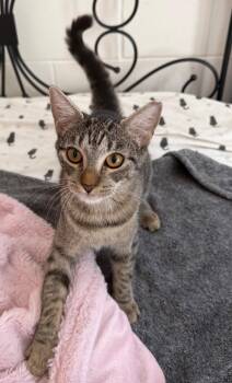 Lucy -  Tabby Cat for Adoption in Trinity, North Carolina - Lucy | PetCurious