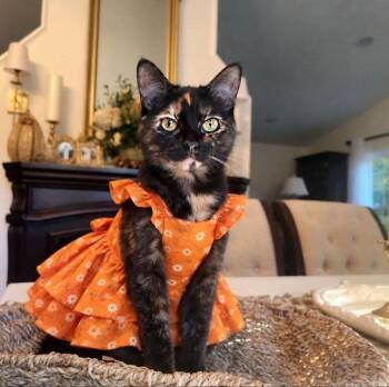 Easter -  Tortoiseshell Cat for Adoption in Knoxville, Tennessee - Easter | PetCurious