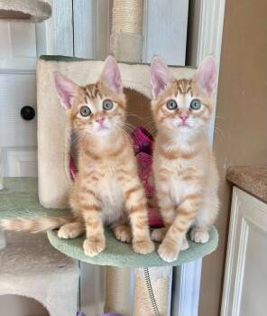 Domestic Short Hair Cats Available for Adoption in Millcreek, Utah - Mickey | PetCurious