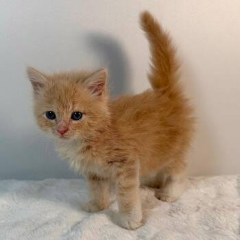 Kangaroo -  Domestic Short Hair Cat for Adoption in Johnson City, Tennessee - Kangaroo | PetCurious