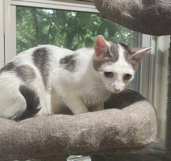 Tempi -  Domestic Short Hair Cat for Adoption in Dayton, Ohio - Tempi | PetCurious