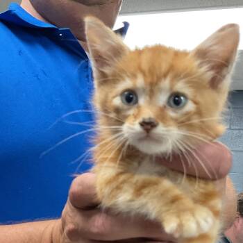 Oshay -  Domestic Short Hair Cat for Adoption in Saint Joseph, Missouri - Oshay | PetCurious