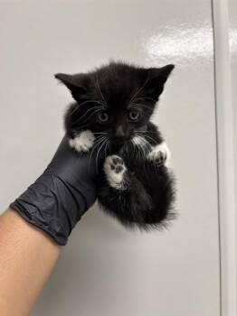 Domestic Short Hair Cats Available for Adoption in Ontario, California - MEENY - NEEDS A FOSTER | PetCurious