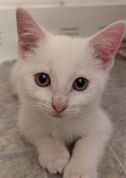 ZIGGY -  Domestic Short Hair Cat for Adoption in Canfield, Ohio - ZIGGY | PetCurious