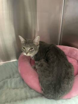 Tabby and Domestic Short Hair Cats Available for Adoption - Serena | PetCurious