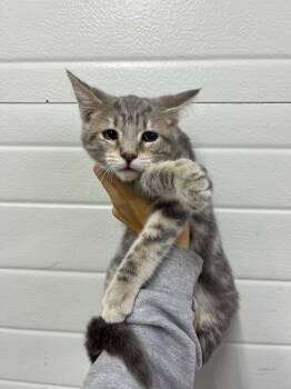 Rescue Domestic Short Hair Cats for Adoption in Lagrange, Indiana - Emmy | PetCurious