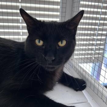 Tonka -  Domestic Short Hair Cat for Adoption in Grand Rapids, Michigan - Tonka | PetCurious